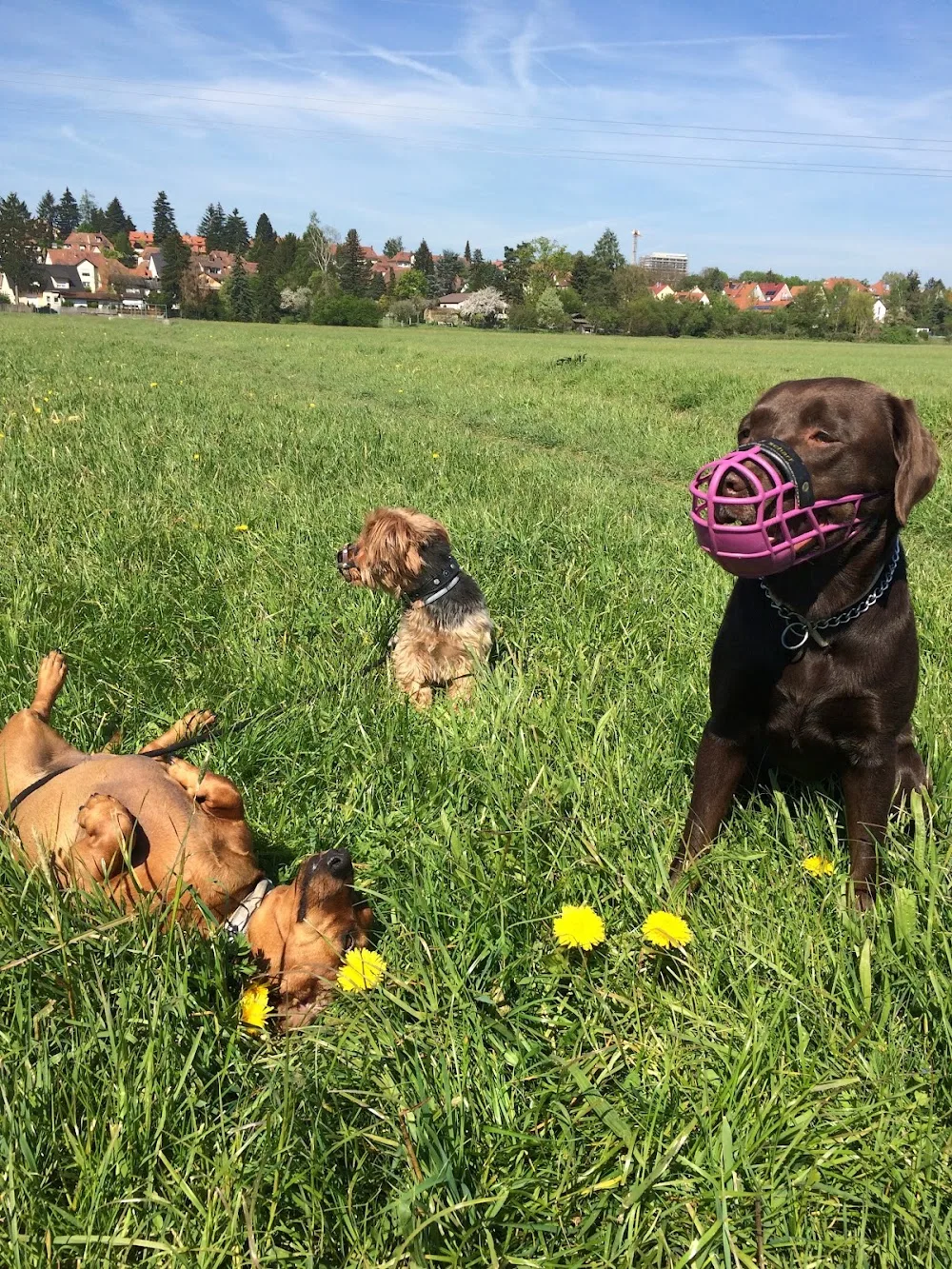 Dogsfidel - Dogwalking - Hundebetreuung - Gassidienst - Gassi- Dogwalk - Nürnberg - Nürnberg pet otel görseli 3