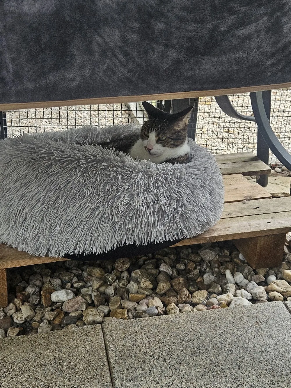 Katzenpension himmlisch-betreut - Nürnberg pet otel görseli 7