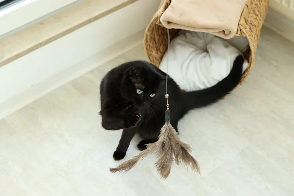 Katzenpension Wendelstein - Nürnberg pet otel görseli 3