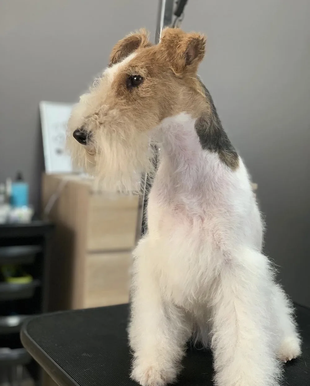 Eastern CURSE Kennel - drótszőrű foxterrier - Nyíregyháza pet otel görseli 2