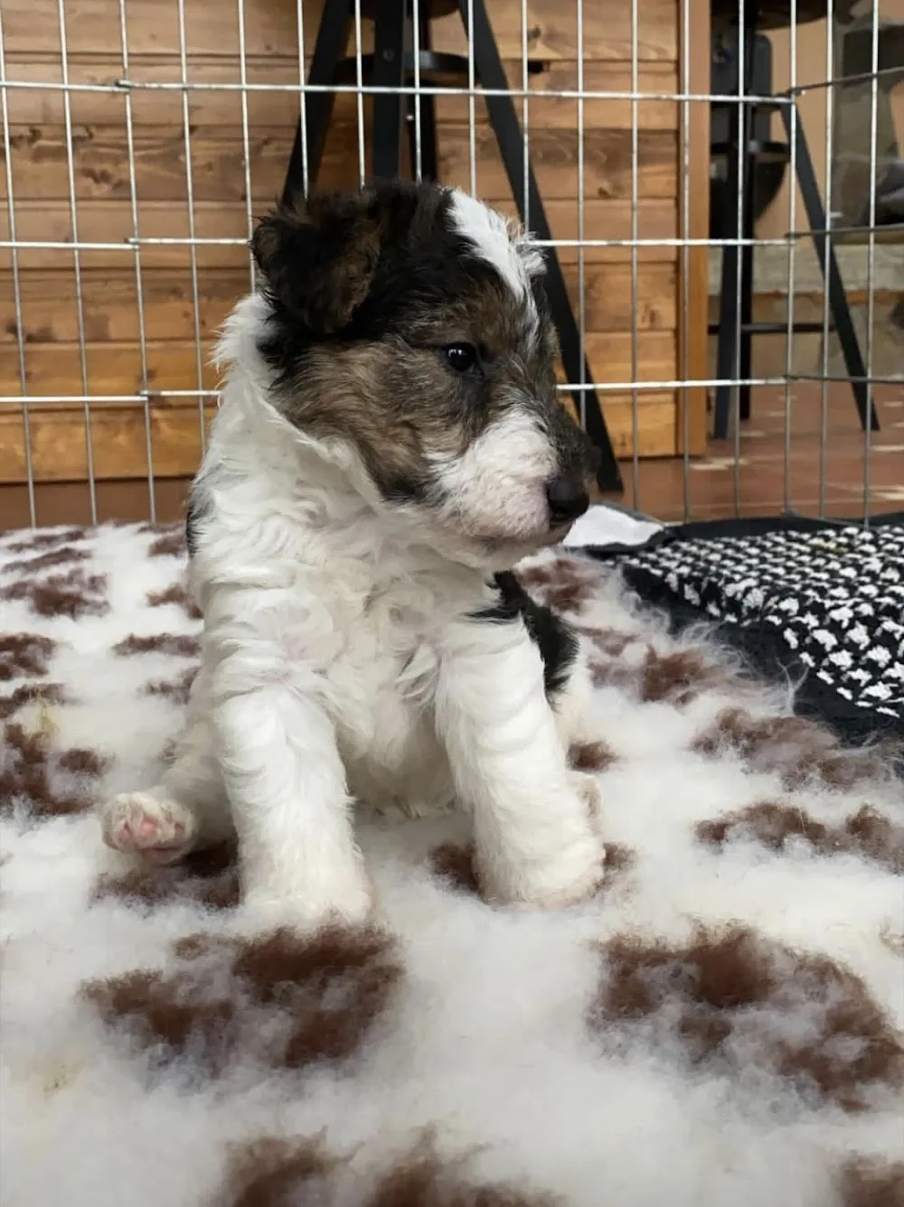 Eastern CURSE Kennel - drótszőrű foxterrier - Nyíregyháza pet otel görseli 7