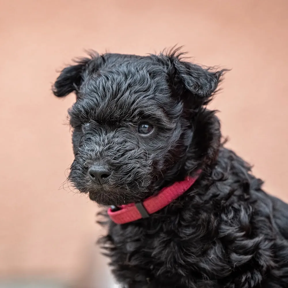 Eszement Kennel - Nyíregyháza pet otel görseli 2