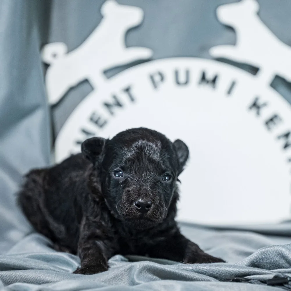 Eszement Kennel - Nyíregyháza pet otel görseli 7