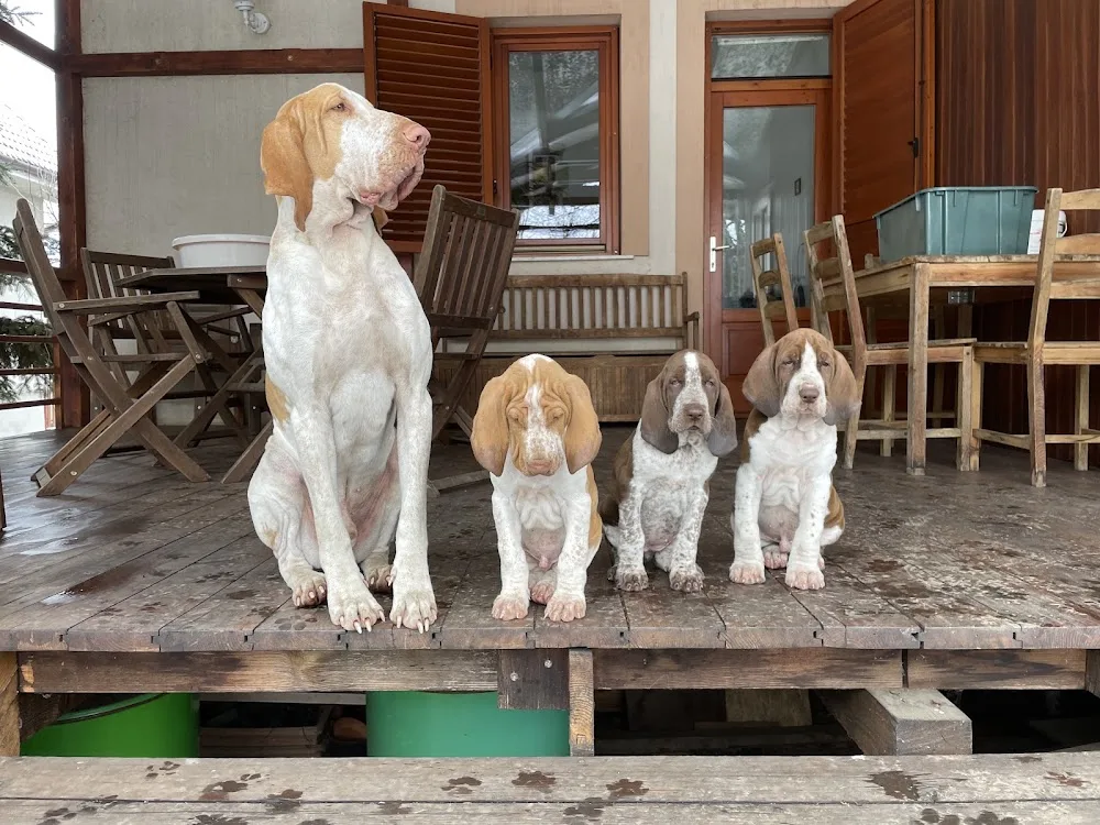 Italian Kiss Kennel - Nyíregyháza pet otel görseli 7