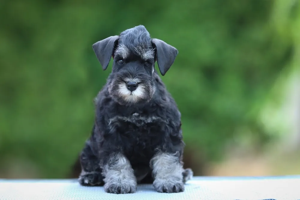 New Devil Miniature Schnauzer kennel - Nyíregyháza pet otel görseli 3
