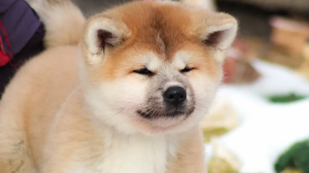 Raion No Shinsei Akita Kennel - Nyíregyháza pet otel