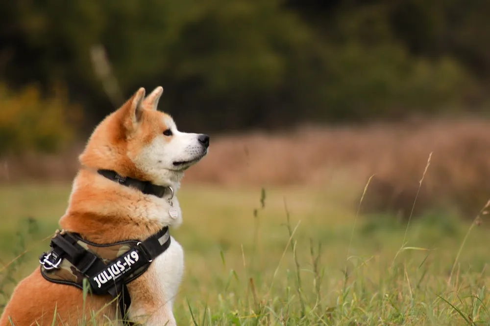 Raion No Shinsei Akita Kennel - Nyíregyháza pet otel görseli 7