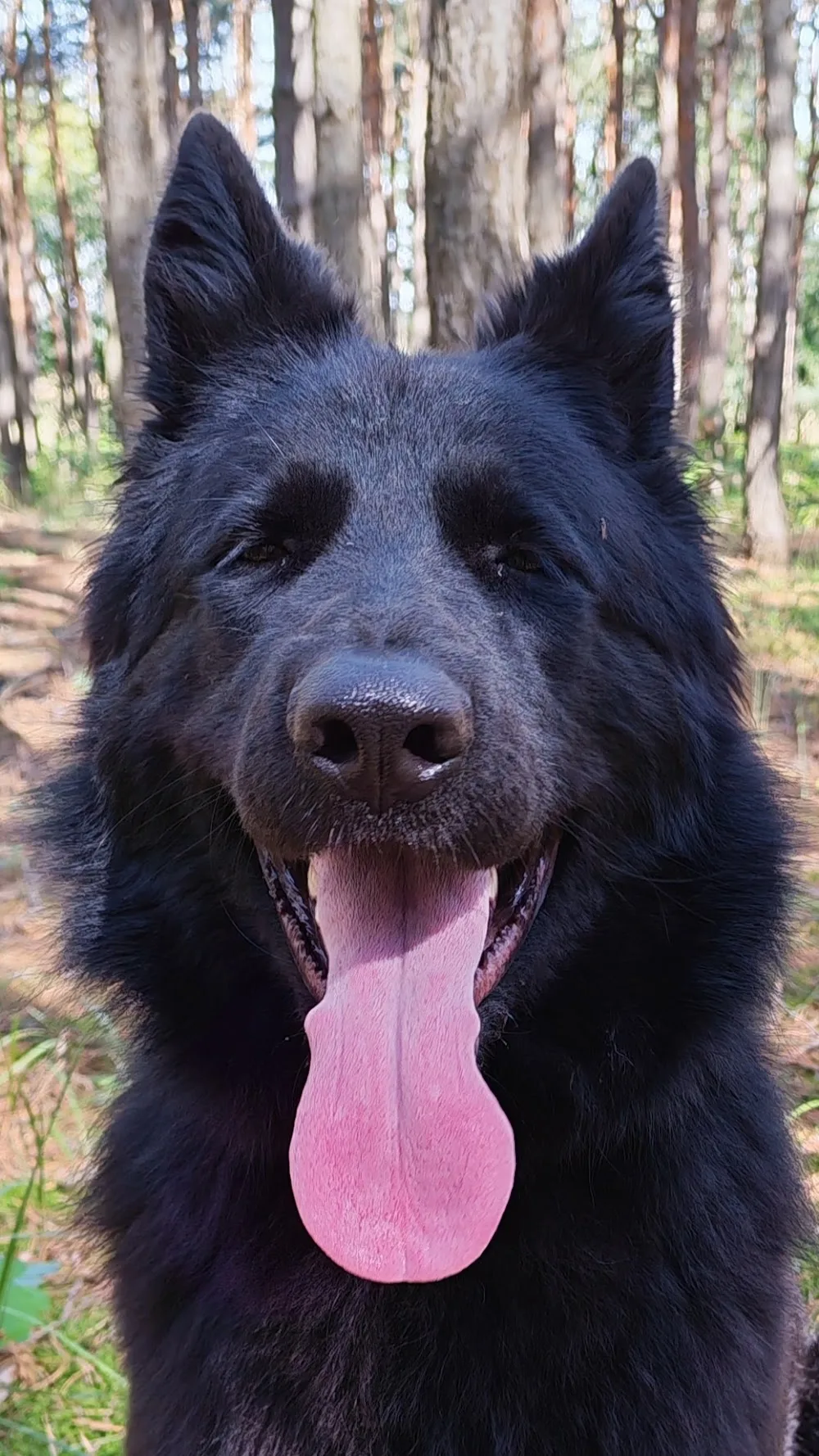 SBBK kennel - Nyíregyháza pet otel