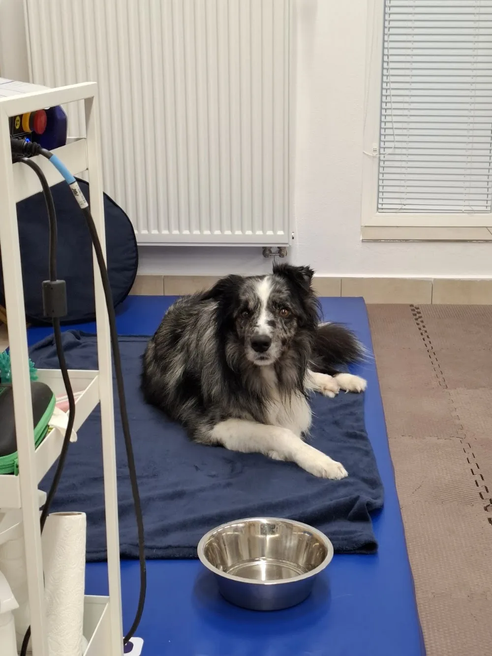Touch for Animals - Sára Němečková, DiS. - Nymburk pet otel
