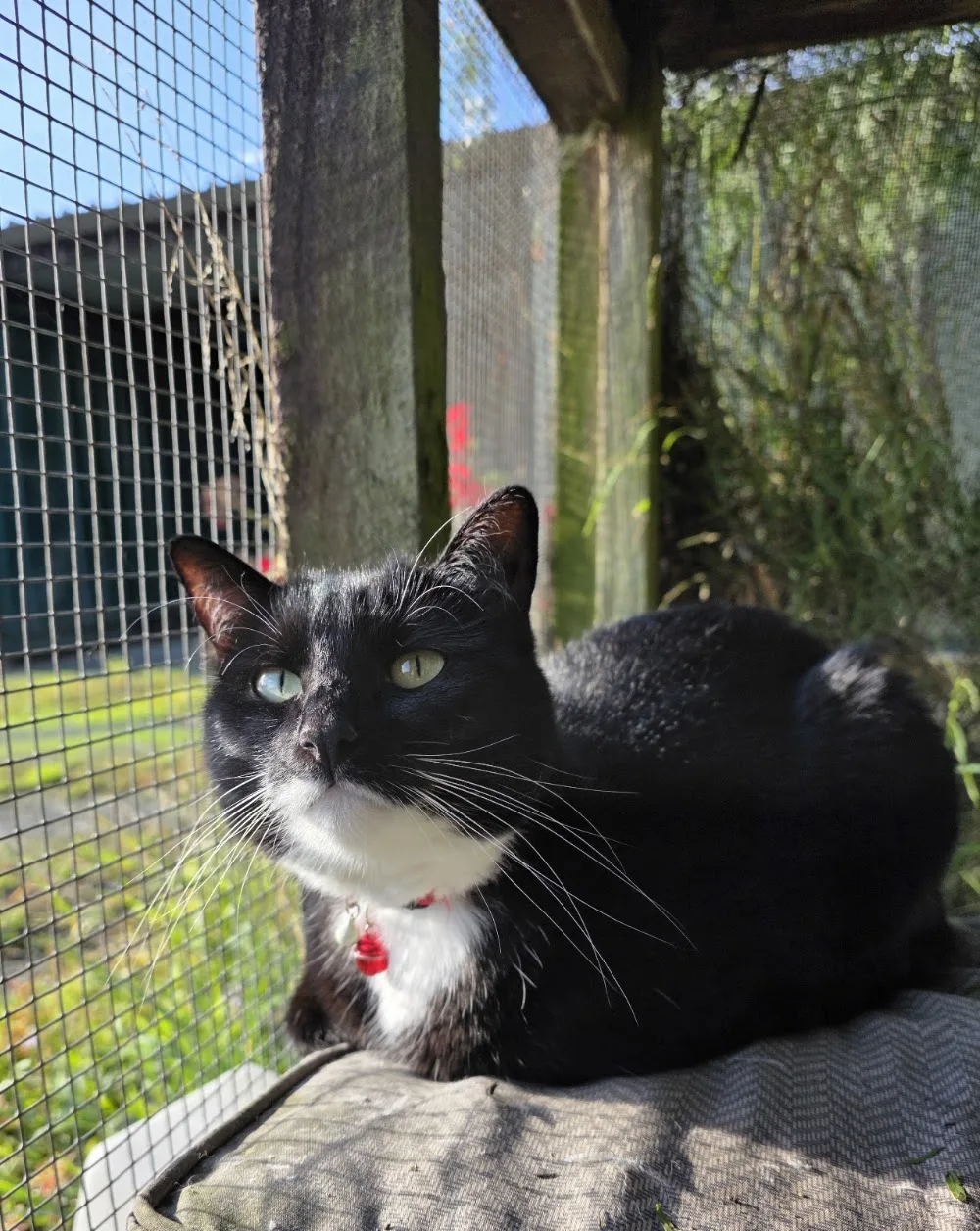 Catnip Cattery - Marlborough pet otel