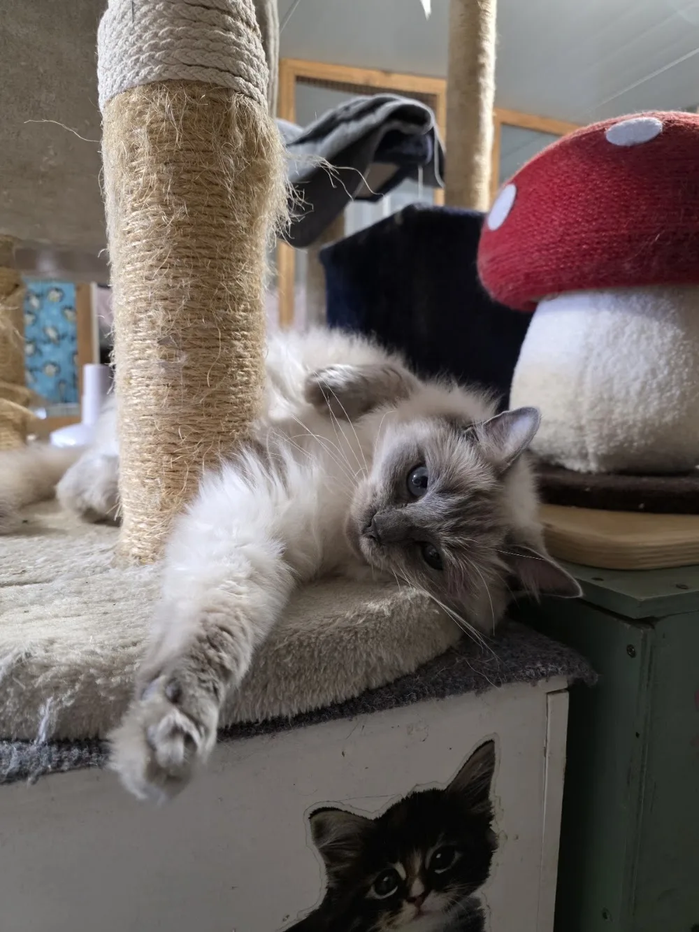Catnip Cattery - Marlborough pet otel görseli 3