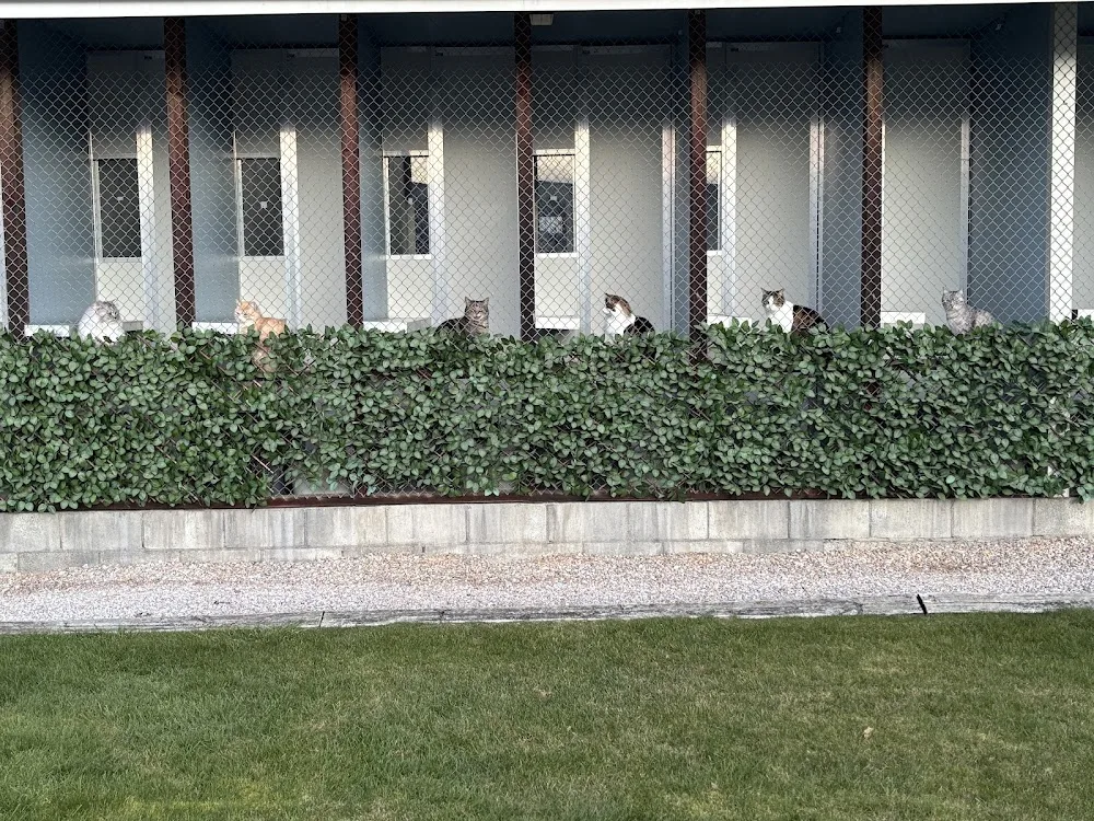 Cozy Cattery - Marlborough pet otel