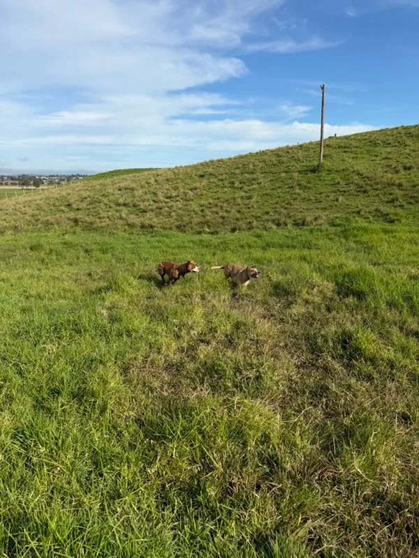 Dargaville Boarding Kennels - Marlborough pet otel