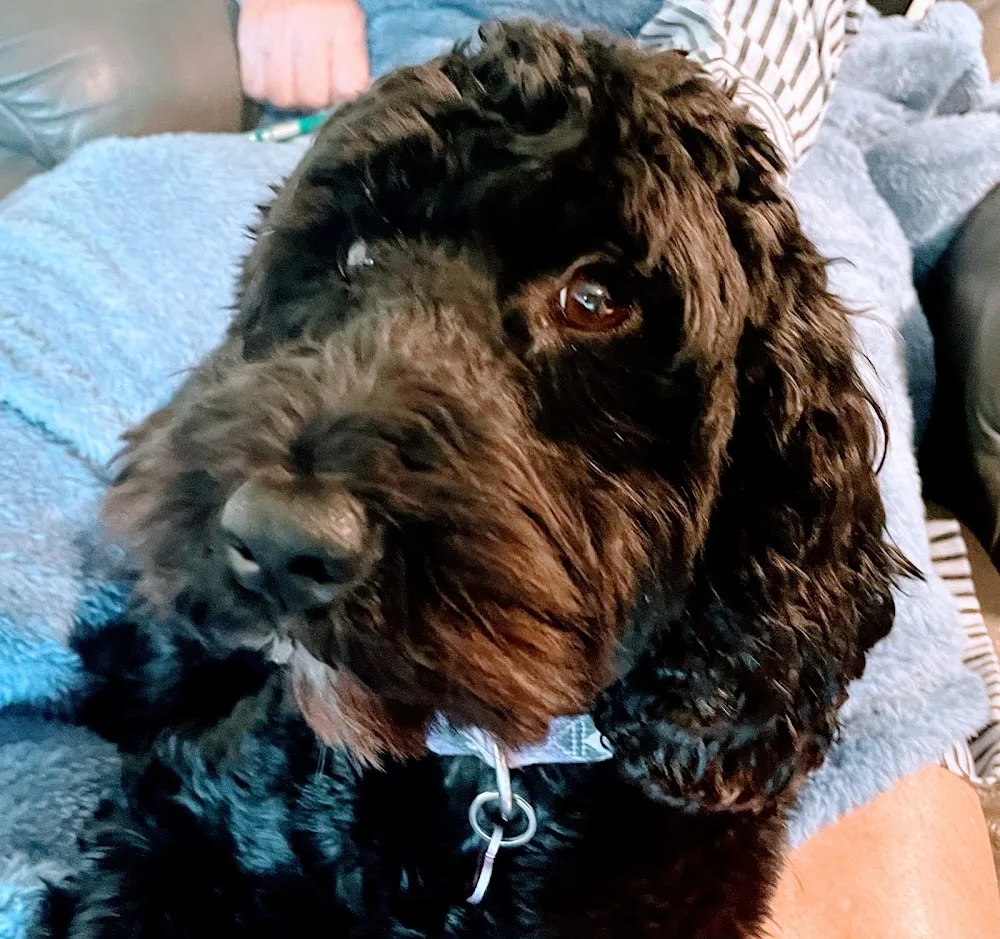 Dinky Dogz - Marlborough pet otel