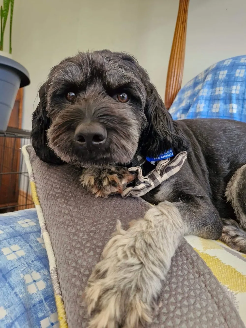 Dog Nanny Homestay - Marlborough pet otel