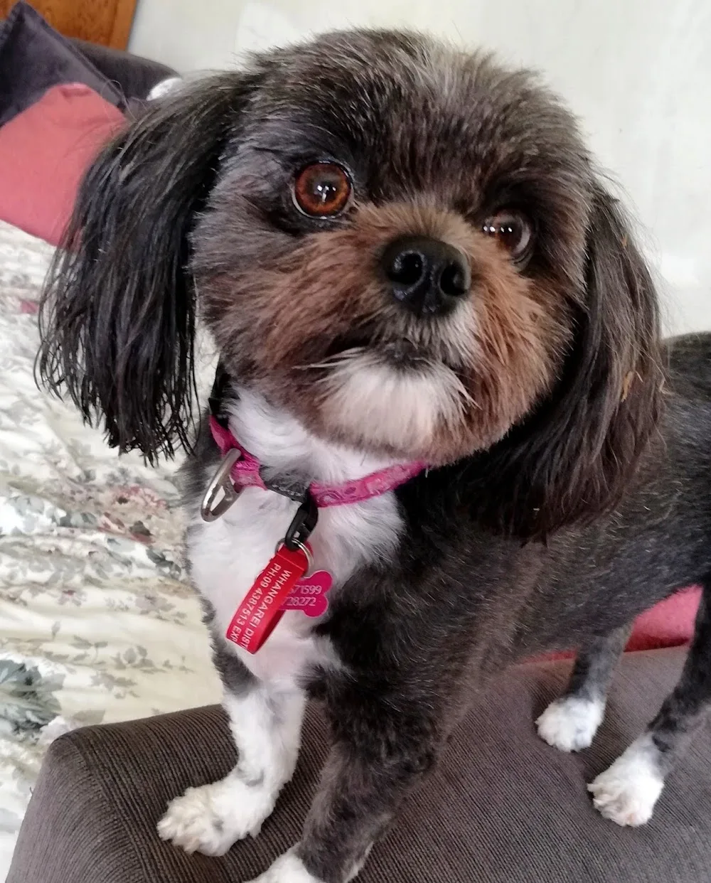 Dog Nanny Homestay - Marlborough pet otel görseli 3