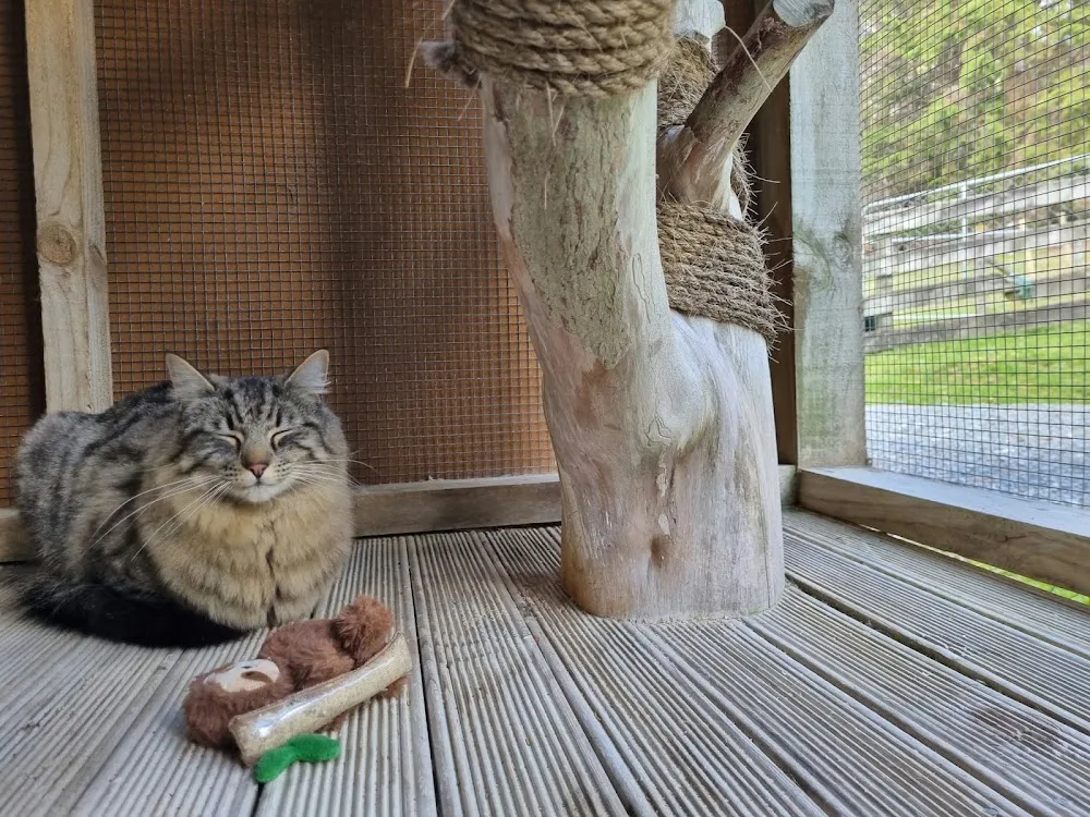 Hillcrest Cat Motel - Marlborough pet otel görseli 3