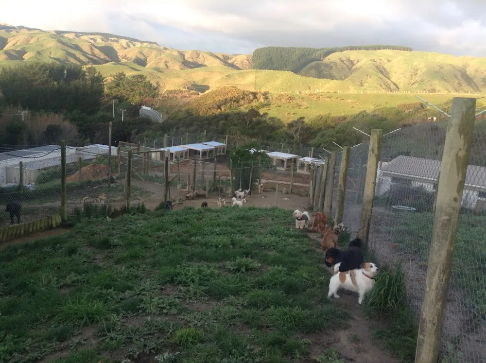 Homelands Kennels & Cattery - Marlborough pet otel görseli 3