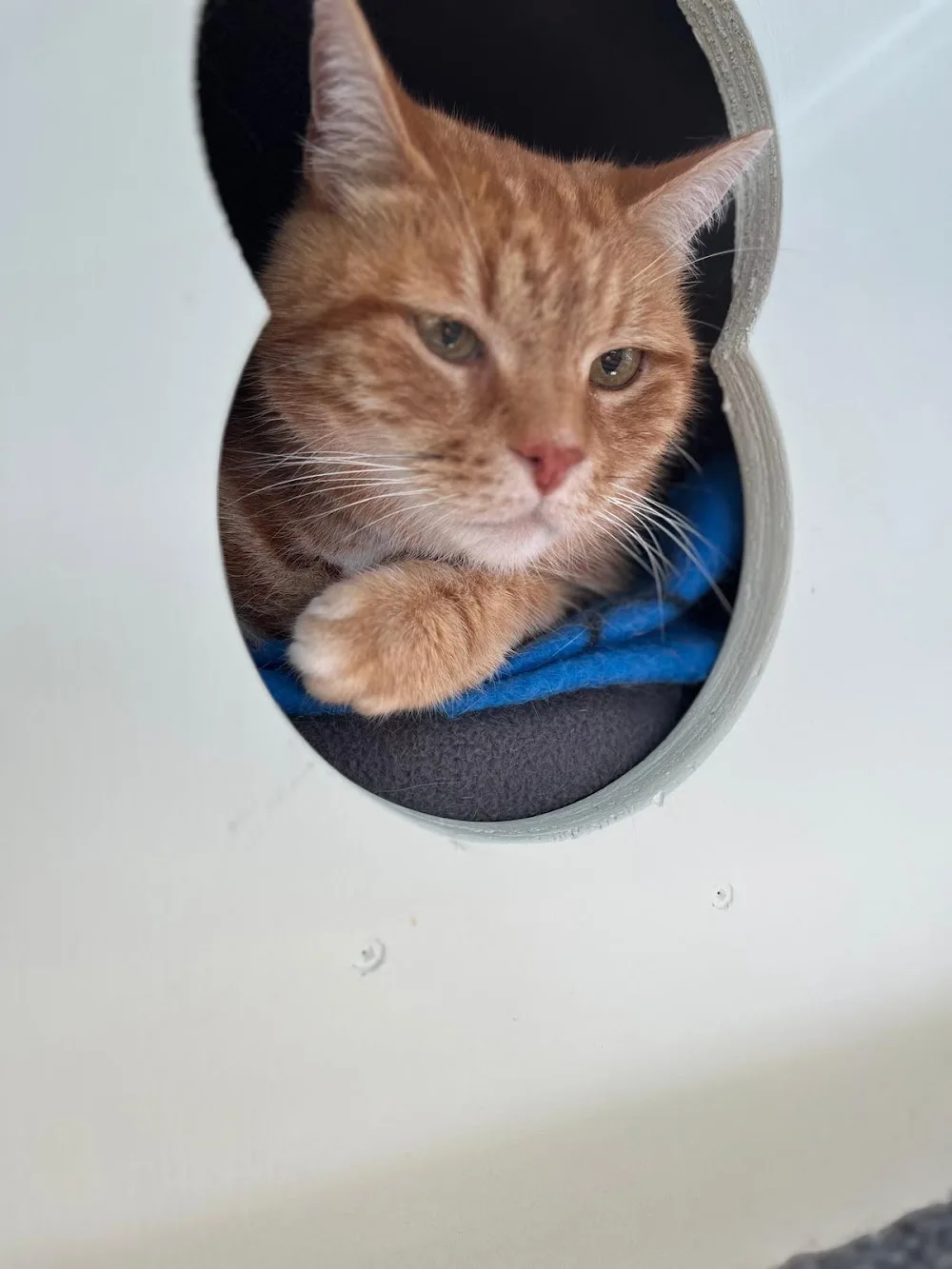 Khandallah Cat Hotel - Marlborough pet otel