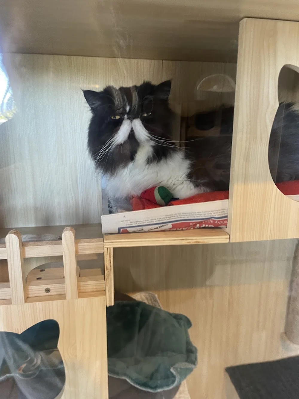 Khandallah Cat Hotel - Marlborough pet otel görseli 3