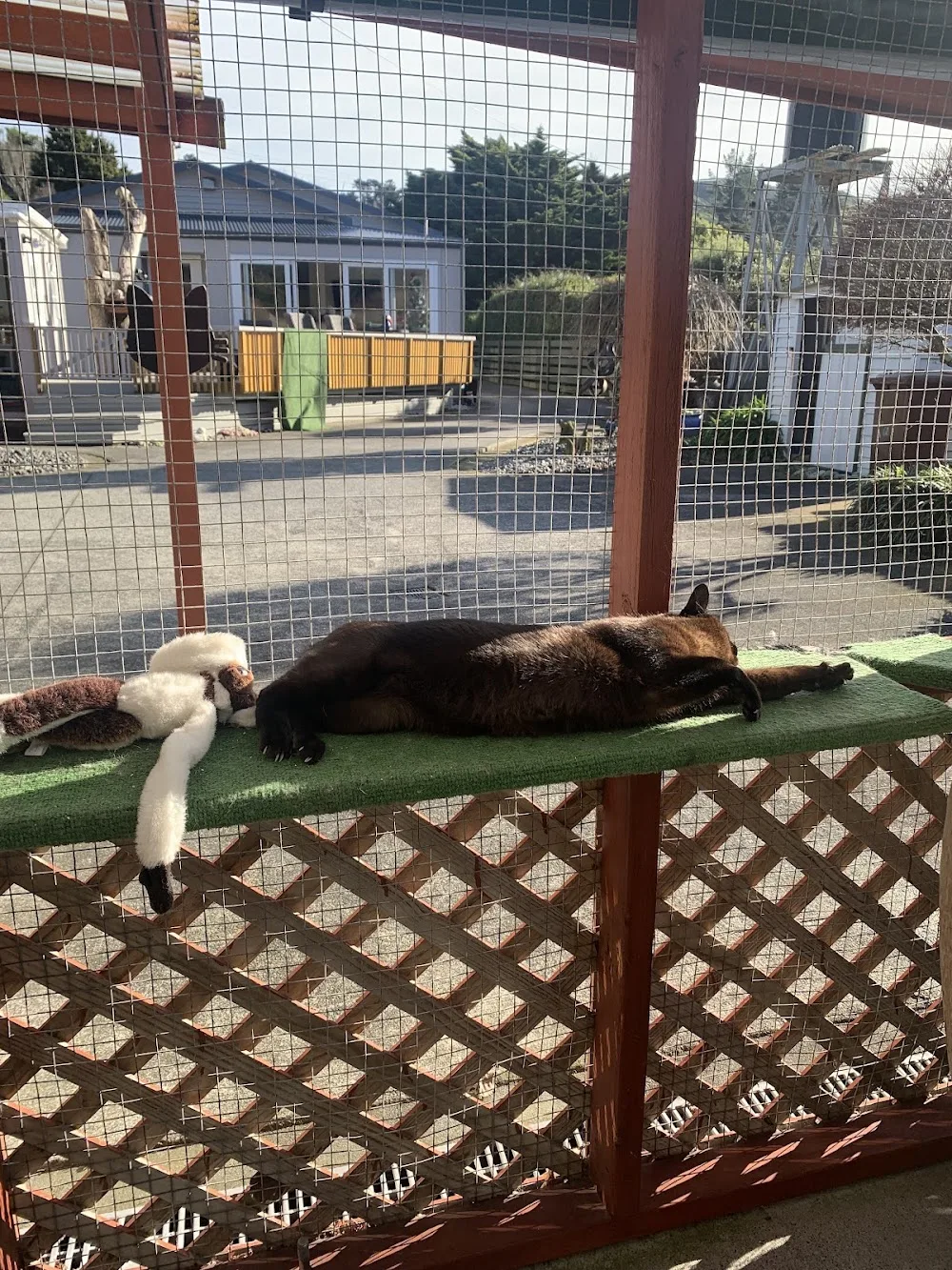 Makara Village Boarding Cattery - Marlborough pet otel