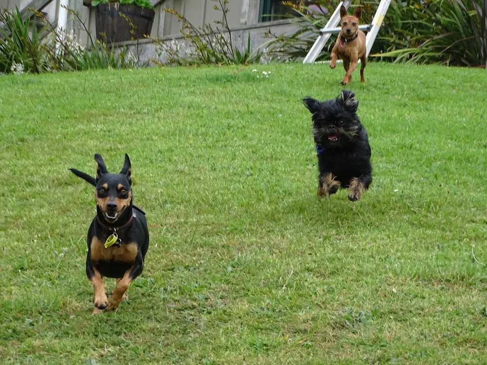 Melka's Pooch Paradise - Marlborough pet otel görseli 3