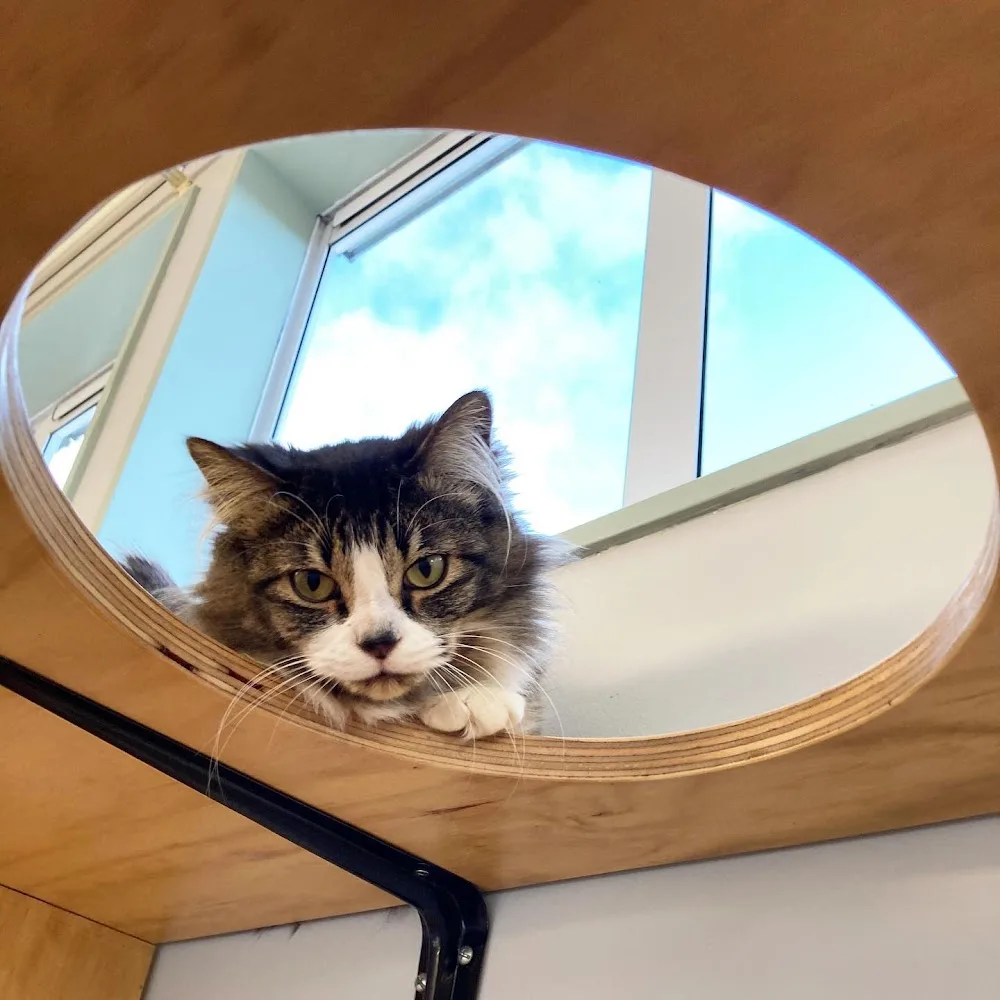 Purrville Cat Hotel - Marlborough pet otel