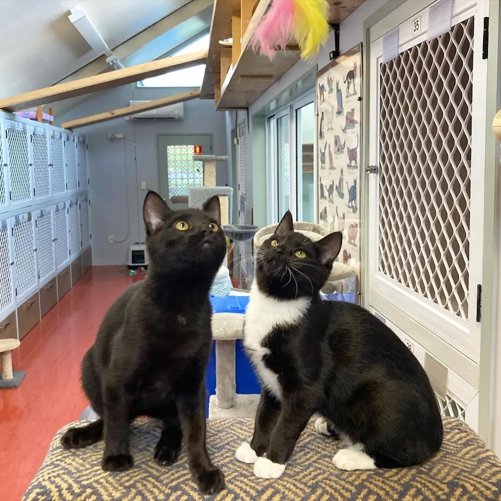 Purrville Cat Hotel - Marlborough pet otel görseli 3