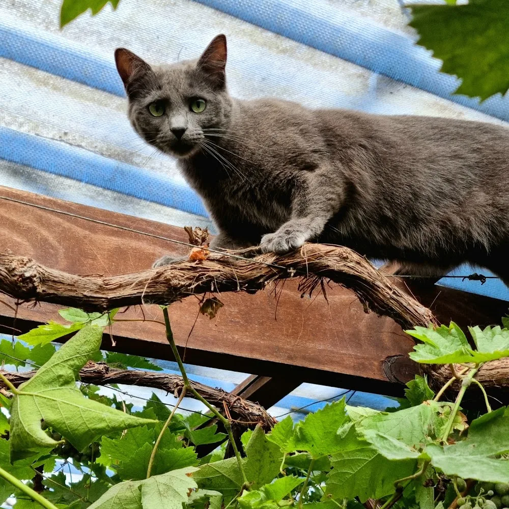 Seaview Cattery - Marlborough pet otel