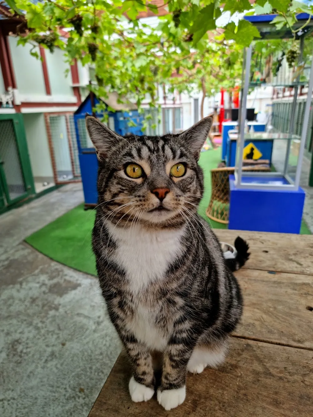 Seaview Cattery - Marlborough pet otel görseli 3
