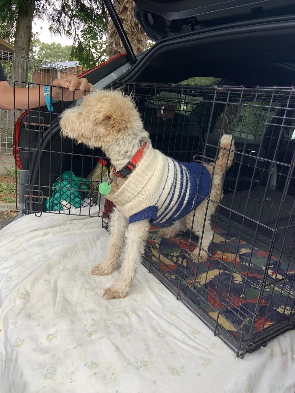 Spring Grove Boarding Kennels - Marlborough pet otel