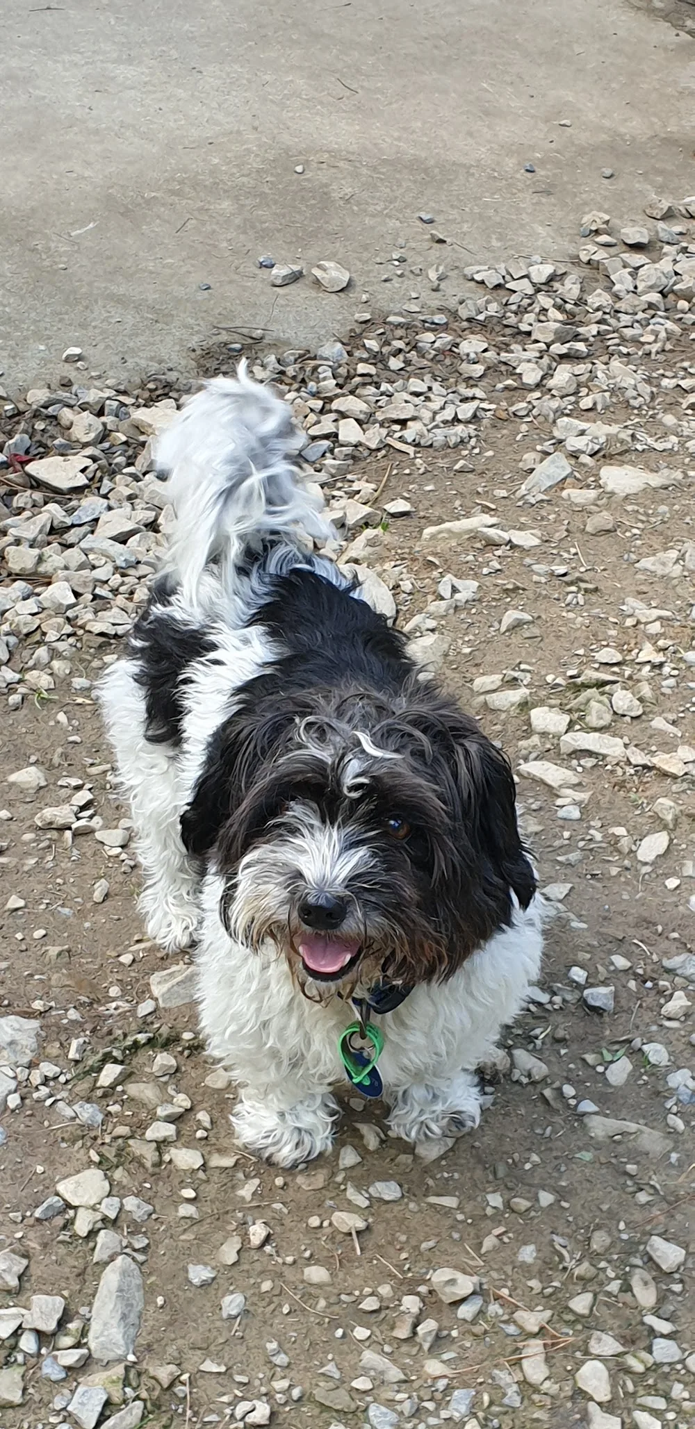 The Dog Bach Boarding Kennels - Marlborough pet otel görseli 3