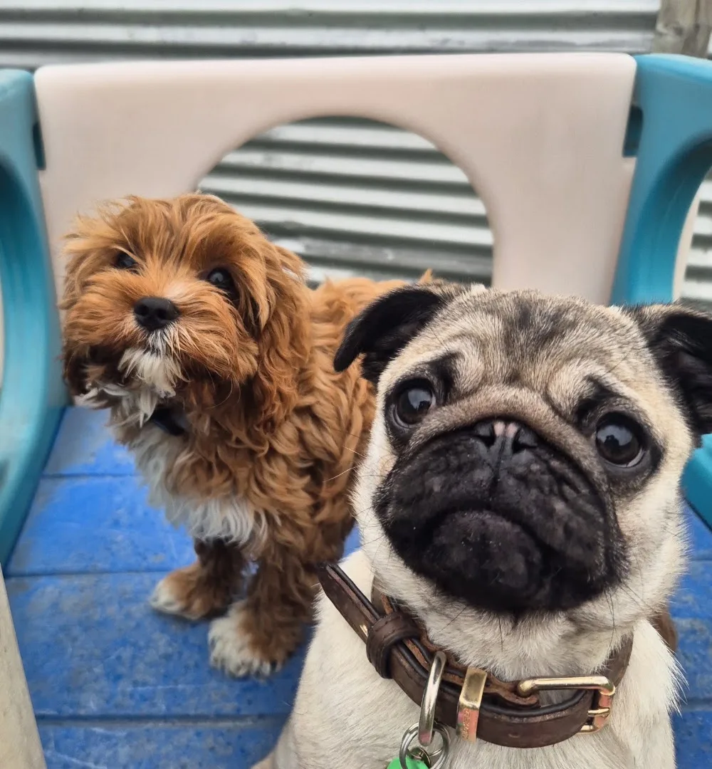 The Hound House 🐾 - Marlborough pet otel