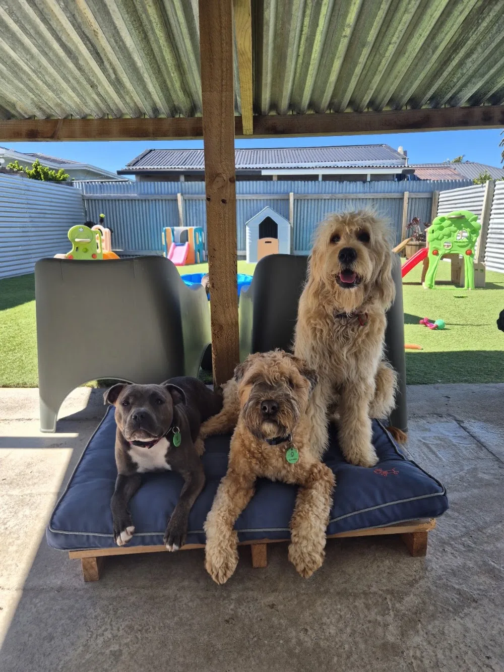 The Hound House 🐾 - Marlborough pet otel görseli 3