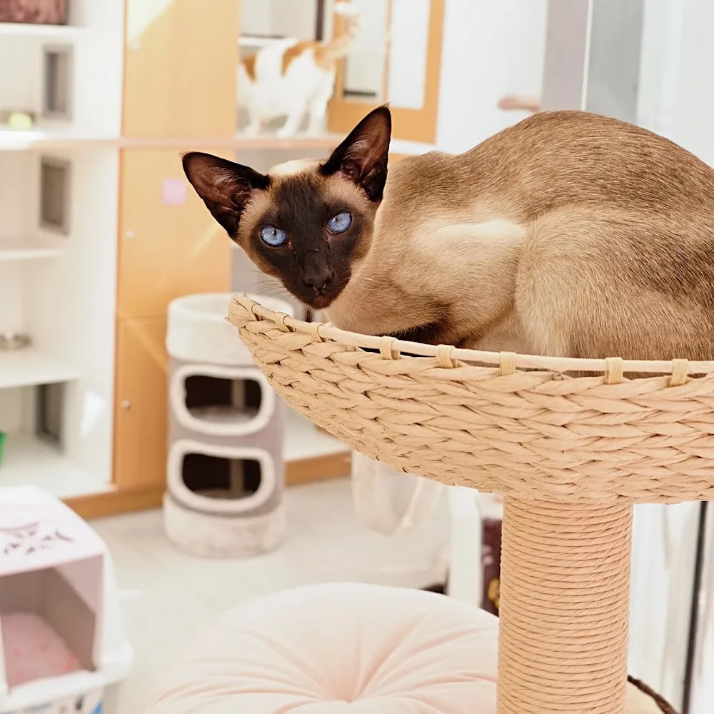 The Sanctuary Boarding Cattery - Marlborough pet otel