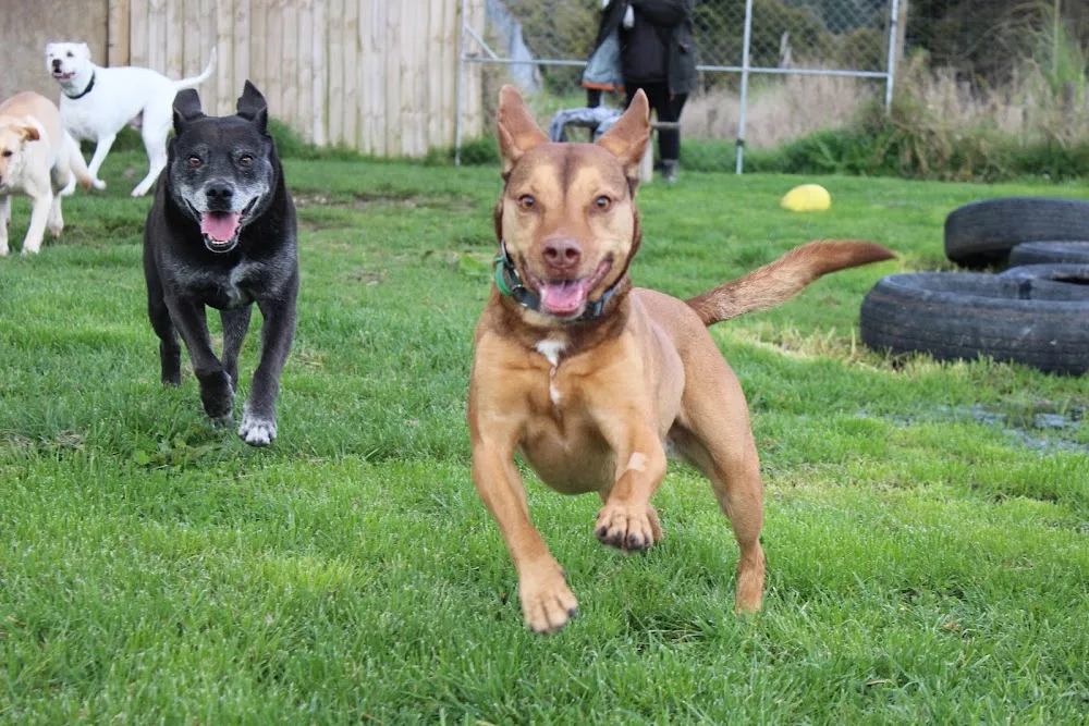 Wandering Willows Kennels and Cattery - Marlborough pet otel