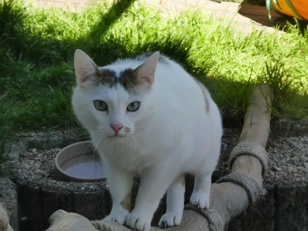 Katzenpension Felidae Inn - Oberhaching pet otel