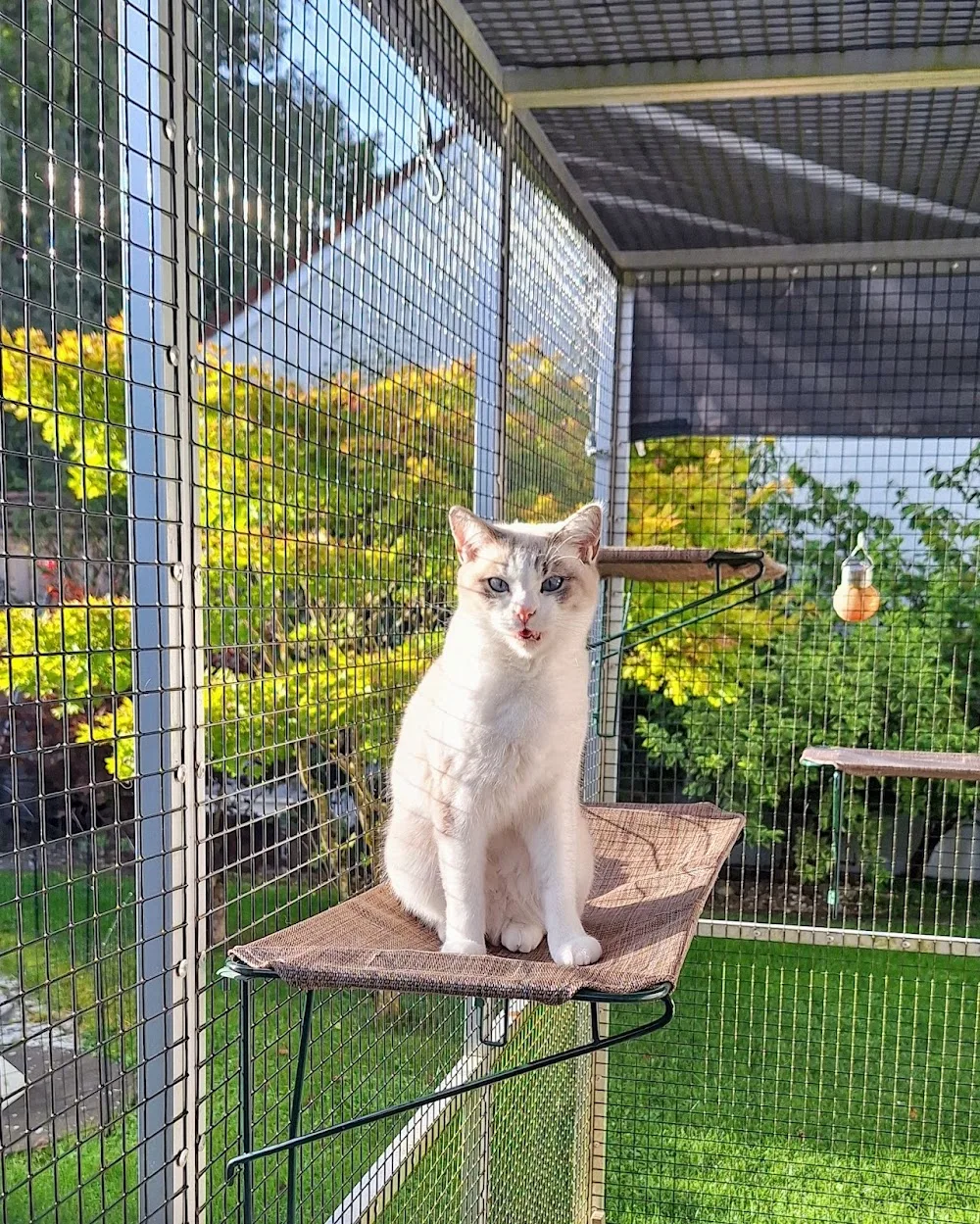 Katzenpension Felidae Inn - Oberhaching pet otel görseli 5