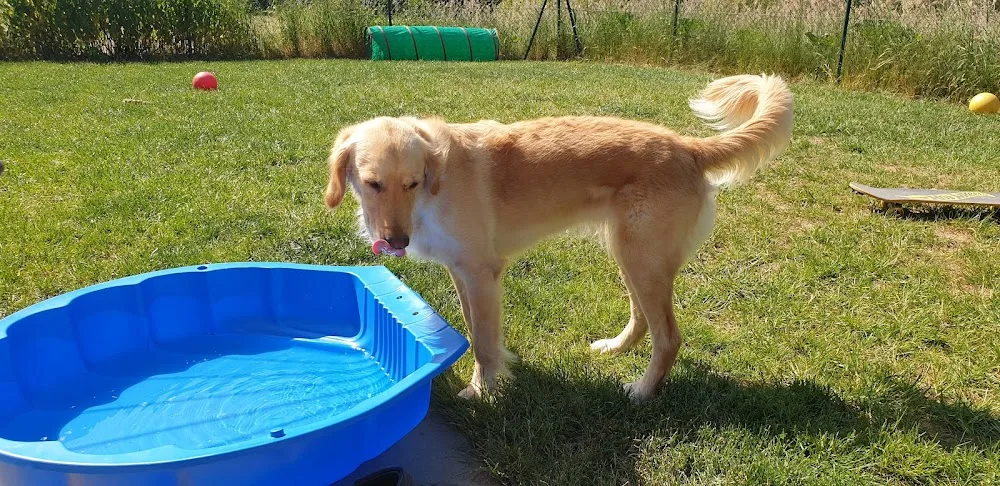 Hunde-Paradies in Kuba - Oberzent pet otel