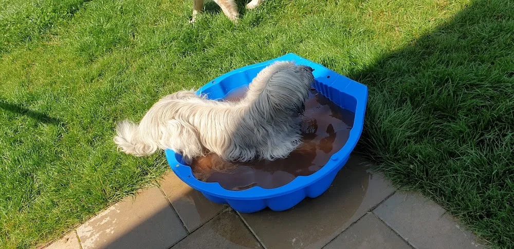 Hunde-Paradies in Kuba - Oberzent pet otel görseli 3