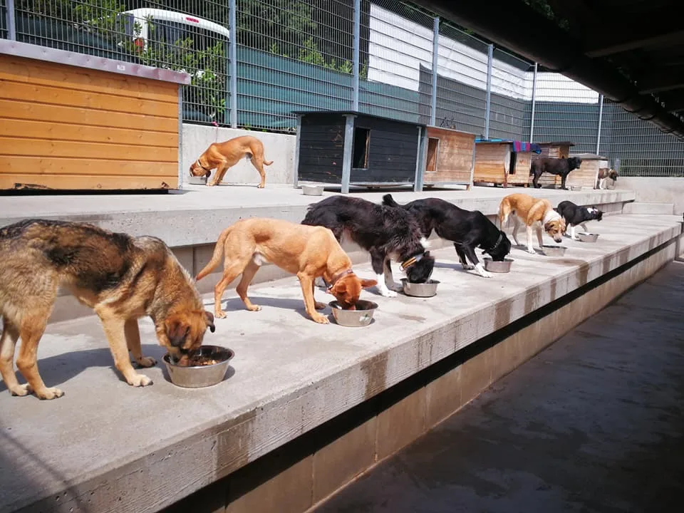 Hundecampus Odenwald - Oberzent pet otel