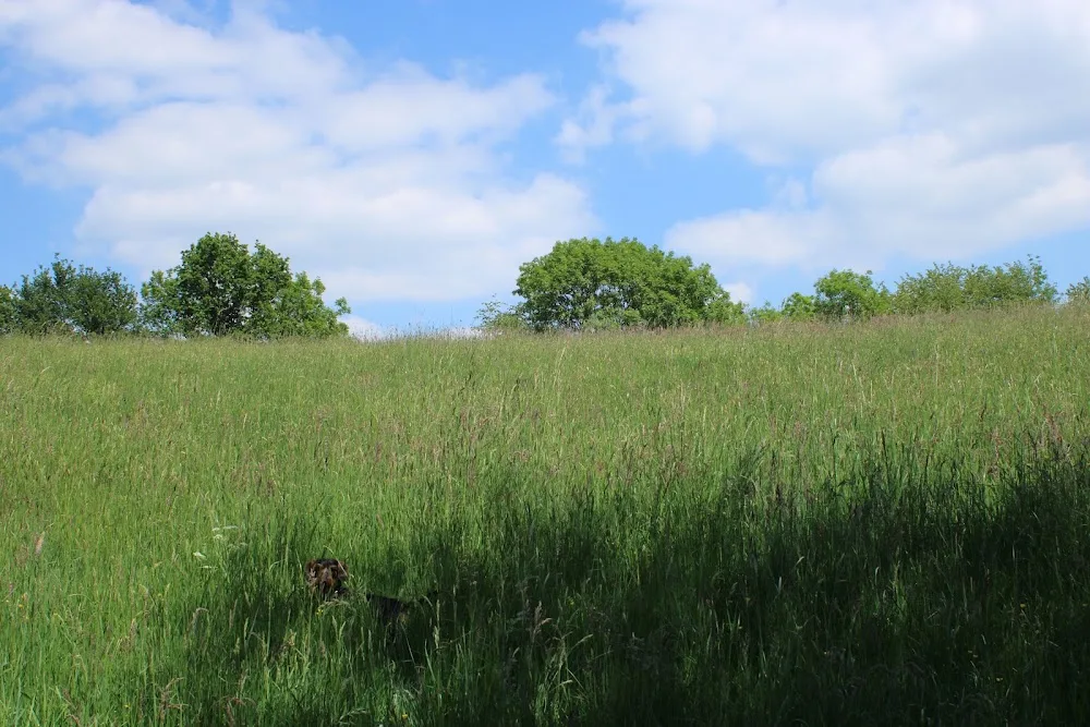 Hundepension mit Herz - Oberzent pet otel görseli 3
