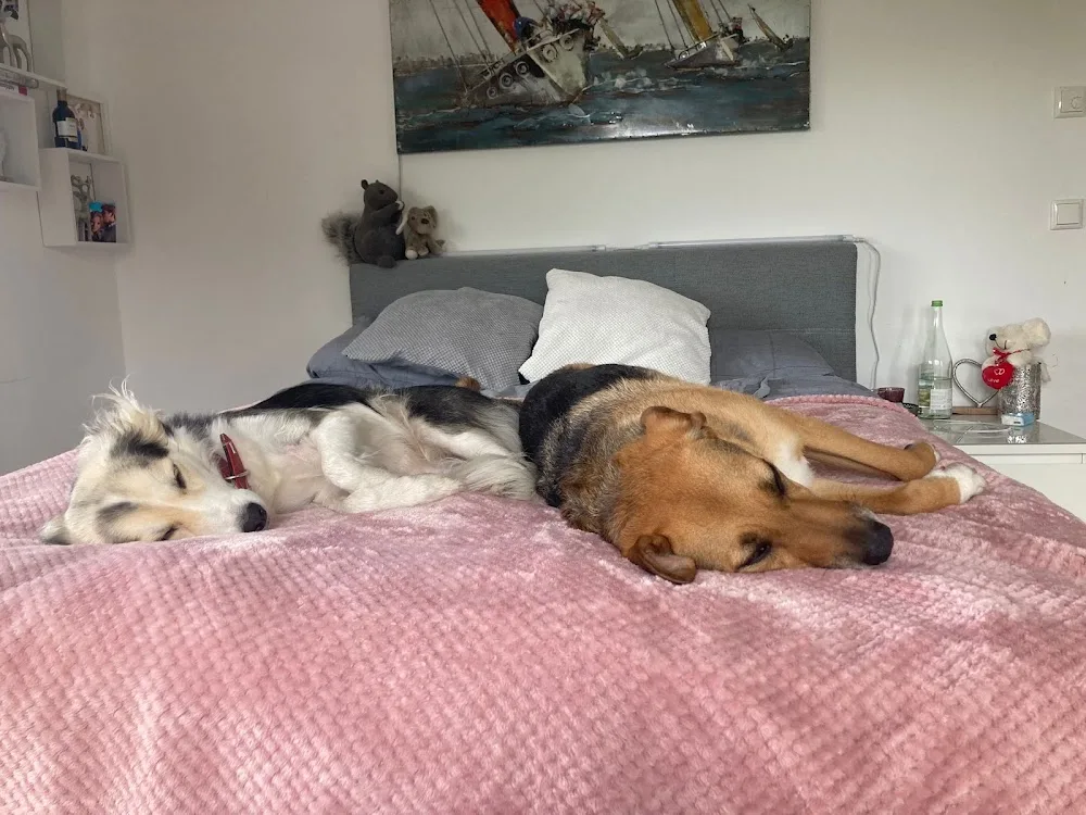 Christianes Hundepension Pfotenglück - Obing pet otel görseli 7