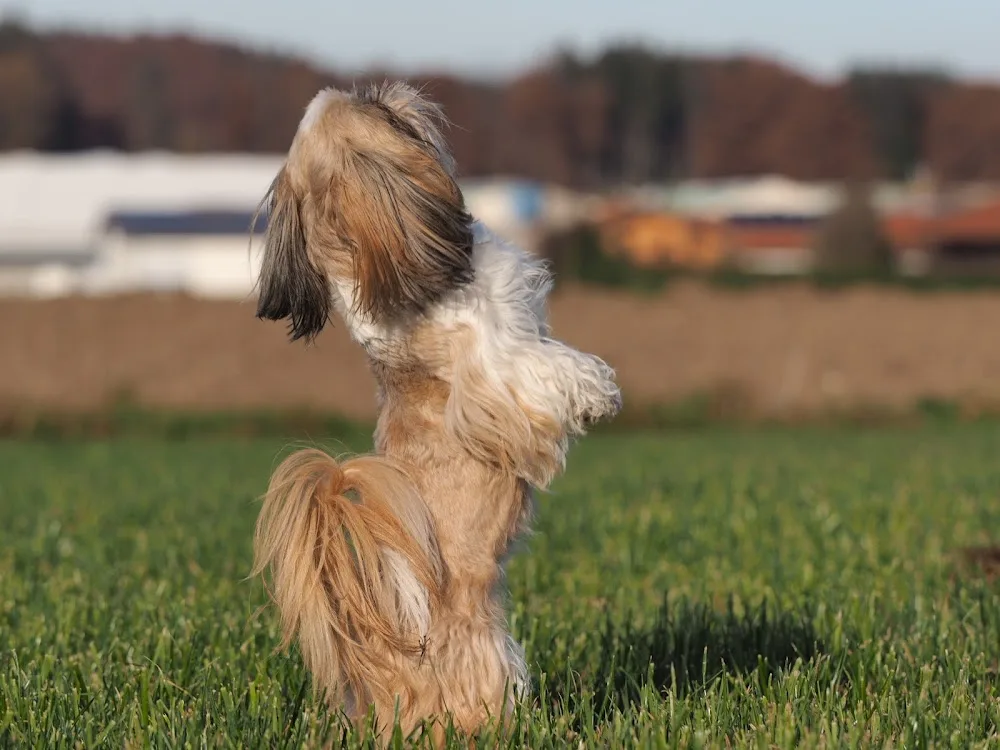 Hundepension KleineHundepension - Obing pet otel görseli 6