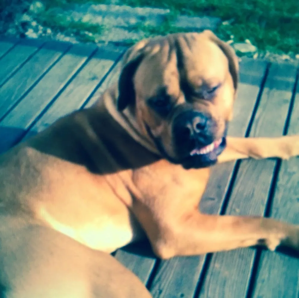 Hundepension Wagingersee - Obing pet otel görseli 5