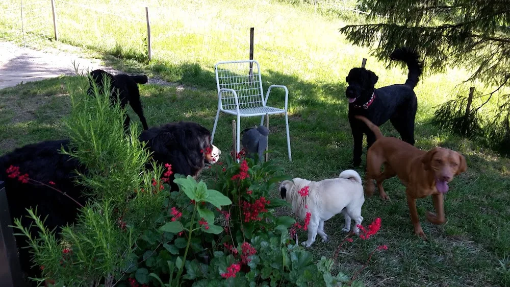 Dogs-der Hundehort - Obwalden pet otel