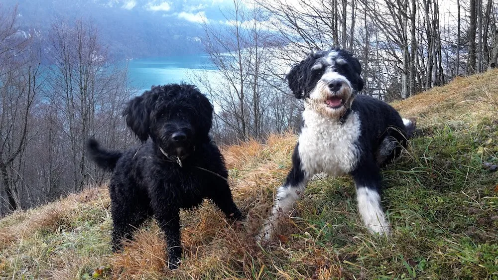 Dogs-der Hundehort - Obwalden pet otel görseli 3