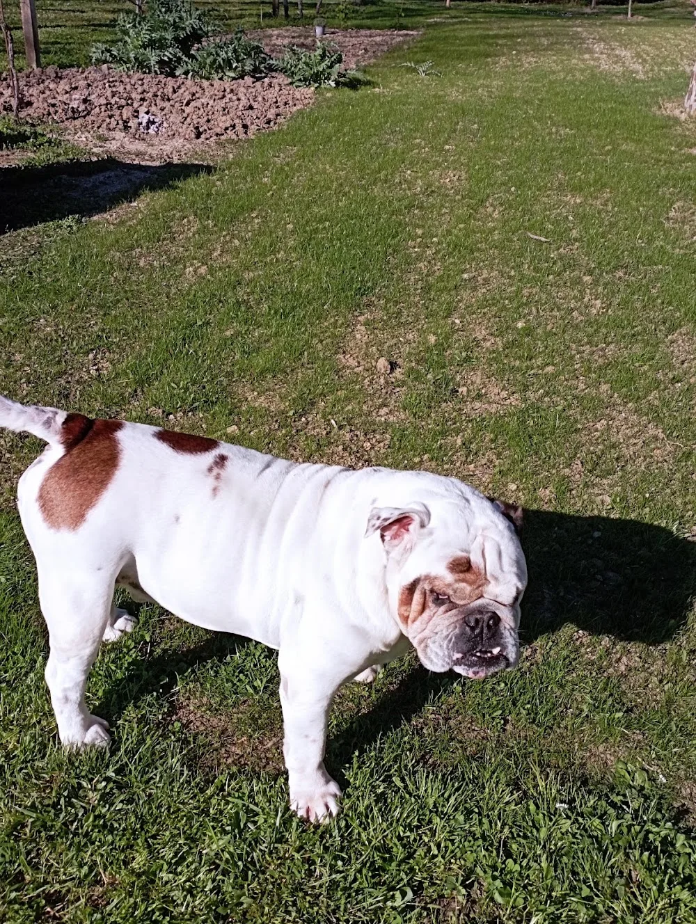 GARD'N DOG - Occitanie pet otel görseli 5