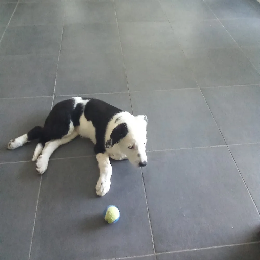 Les Caniparcs du Truel - Occitanie pet otel görseli 7