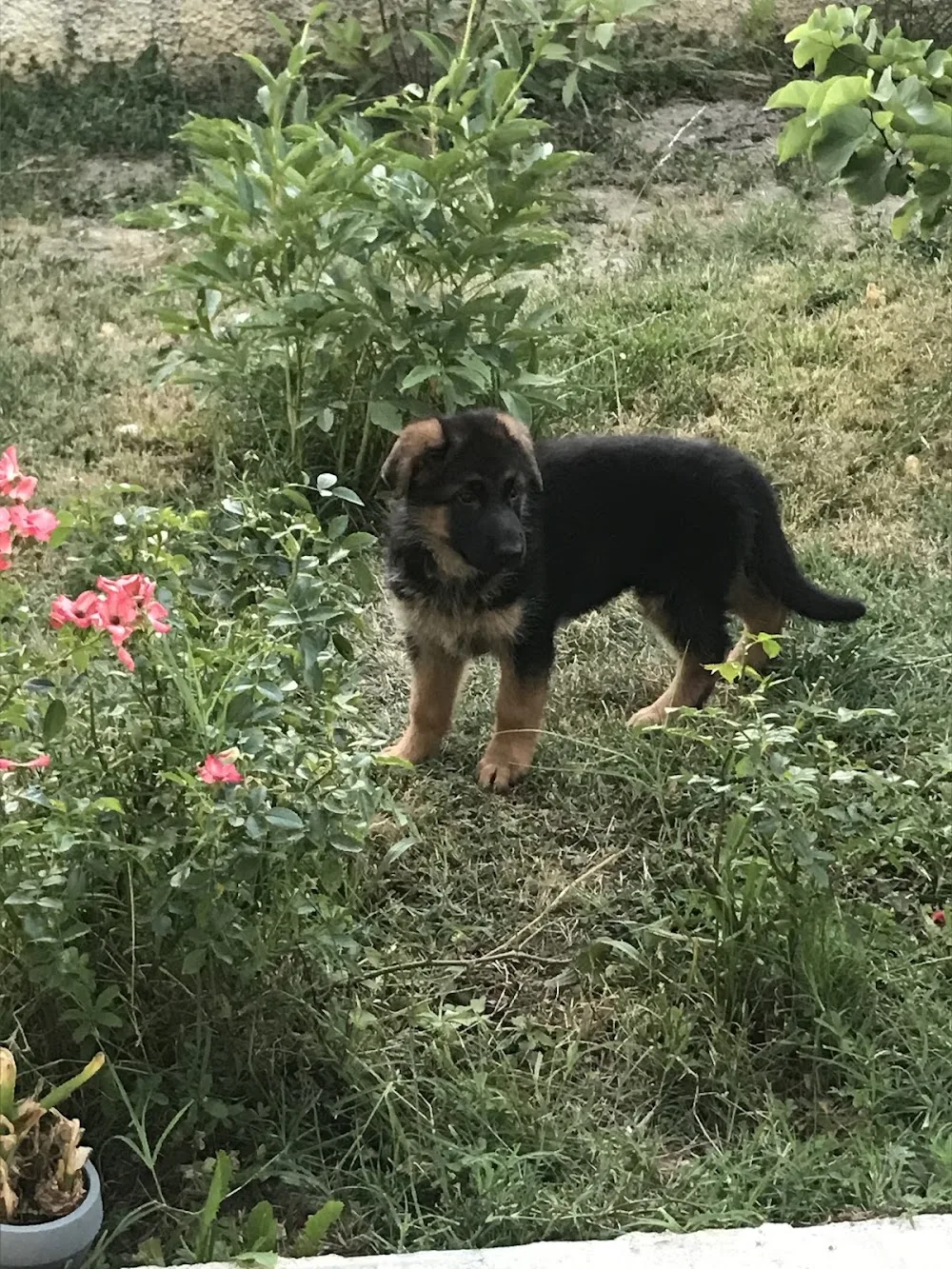 LES GRENIERS DU ROY Elevage Bergers Allemand Pension Canine et feline - Occitanie pet otel görseli 6